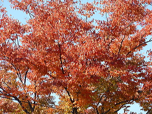 画像: 今年の紅葉は赤が目立ちますね